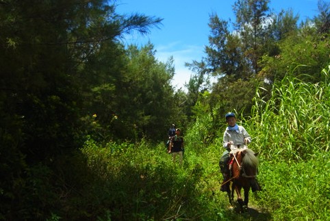 「森と浜散歩」 1