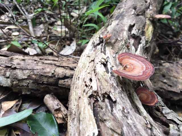 ニブチの森散策 2