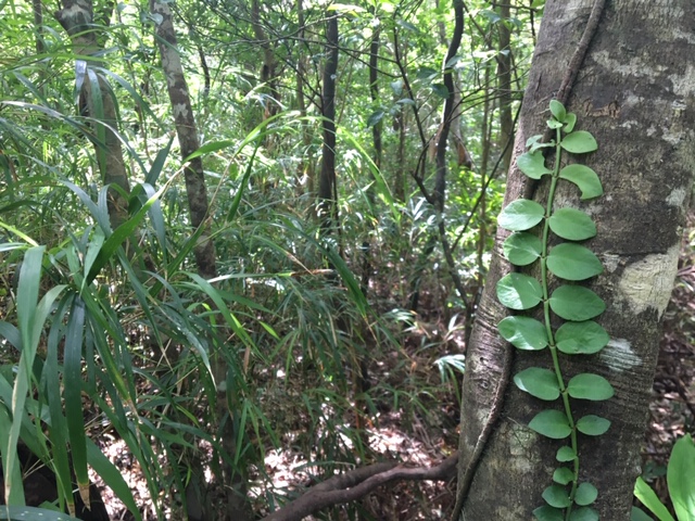 ニブチの森散策 3