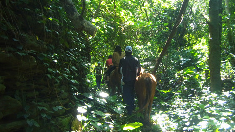 「森に消えた集落散策」 5