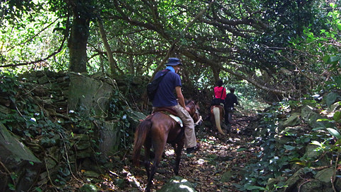 「森に消えた集落散策」 3