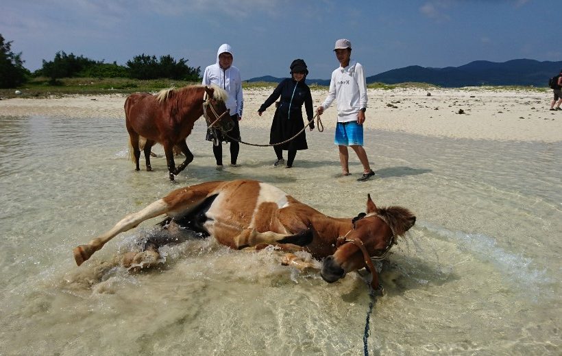 「海馬遊び」 2