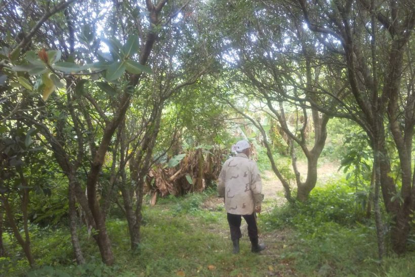 Fresh　ハーブボール作り 2