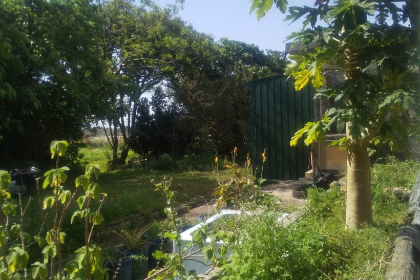 Fresh　ハーブボール作り 3