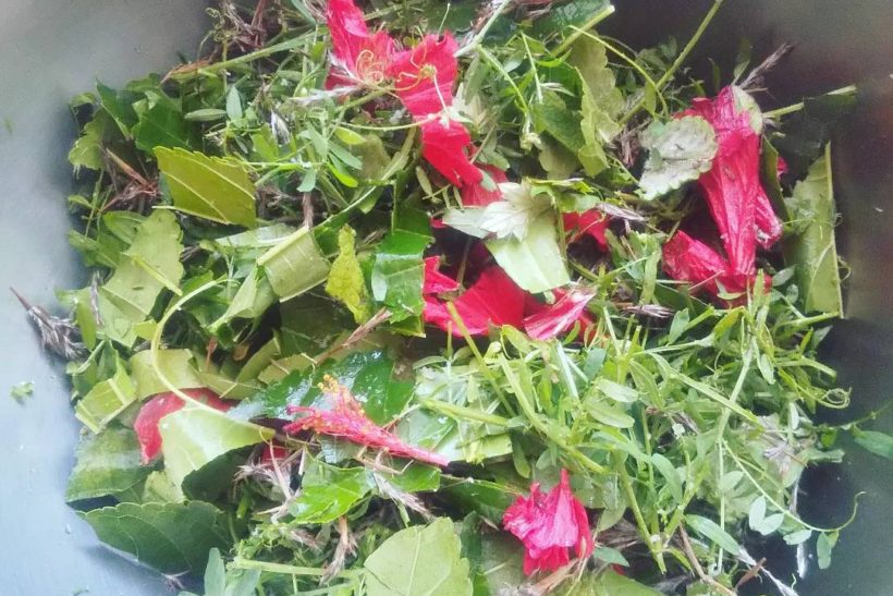 Fresh　ハーブボール作り 1