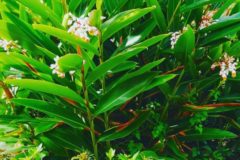 月桃の実のリース作り(5〜9月)