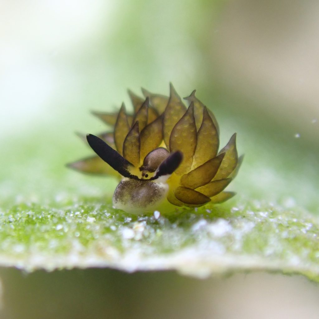 ダイビングショップ  プラスアルファ