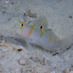 ダイビングショップ  プラスアルファ 1