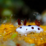 ダイビングショップ  プラスアルファ 6