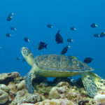 ダイビングショップ  プラスアルファ 2