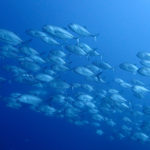 ダイビングショップ  プラスアルファ 4