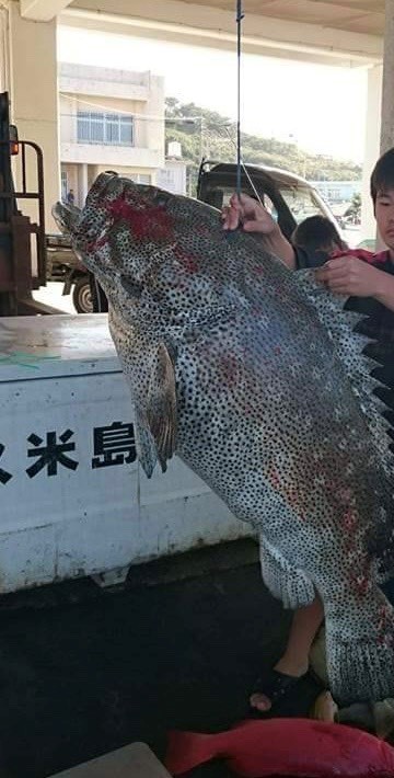 琉真丸(りゅうしんまる)