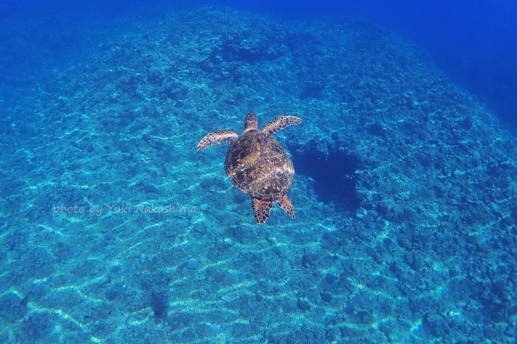 久米島シュノーケル専門店　悠久（YUKU）