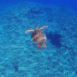 久米島シュノーケル専門店　悠久（YUKU）