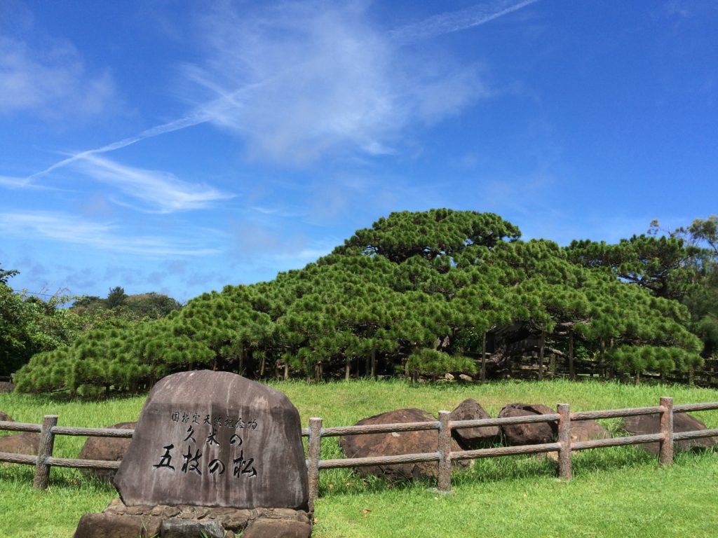 五枝の松