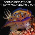 Neptune Divers （ネプチューン・ダイバーズ）