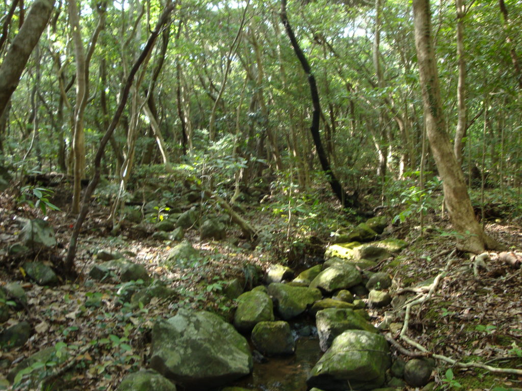 ラムサール条約登録地　久米島の渓流・湿地