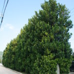 真謝のチュラ福木