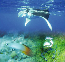 ドラゴンナイト